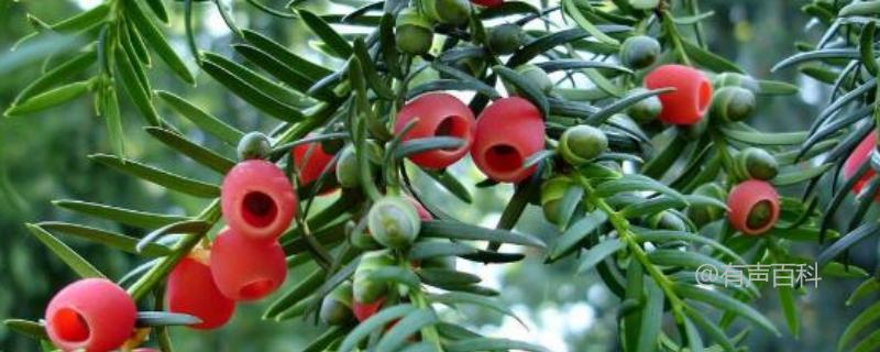 红豆杉是一种常见的植物，它在冬天需要一些特
