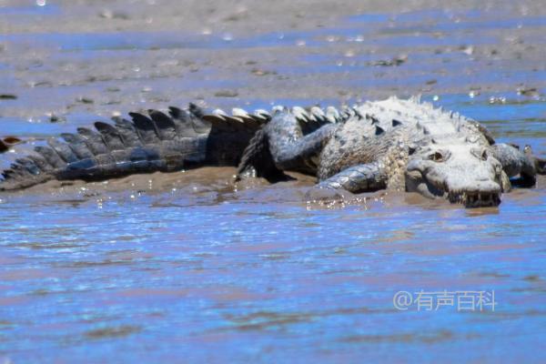 "鳄鱼的种类及现存数量：23种鳄鱼的介绍"