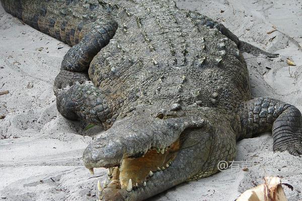 "鳄鱼的种类及现存数量：23种鳄鱼的介绍"