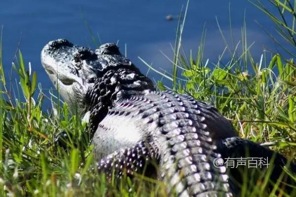 "鳄鱼的种类及现存数量：23种鳄鱼的介绍"