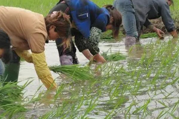 南方插秧、北方割麦的节气是什么，芒种节气适宜插秧和割麦吗