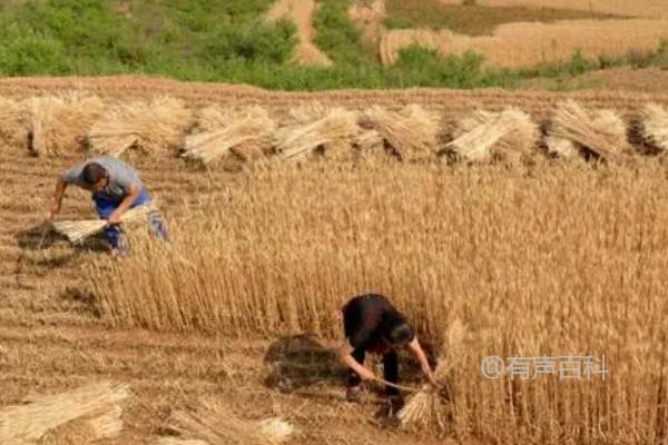 南方插秧、北方割麦的节气是什么，芒种节气适宜插秧和割麦吗