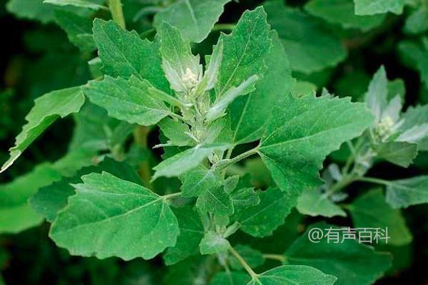 种植野菜有前景吗？如何洞悉市场需求并开拓销售渠道