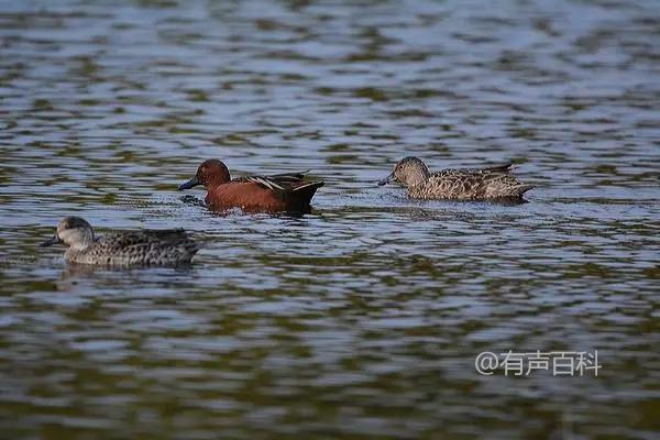 红头鸭的饲养方法及主要食物水生植物