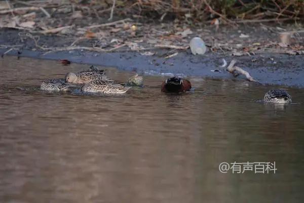 红头鸭的饲养方法及主要食物水生植物