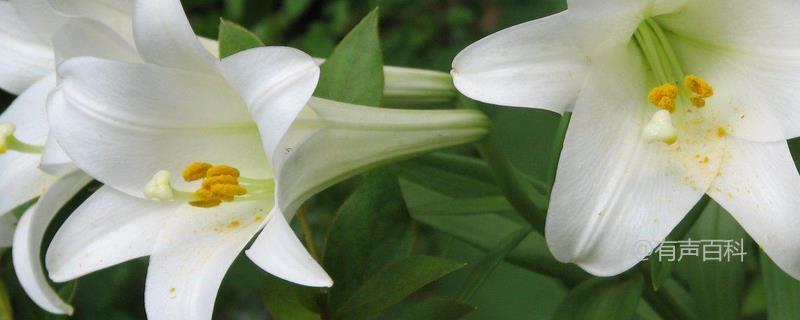 百合花种植与管理技术，土壤和肥水的需求及管