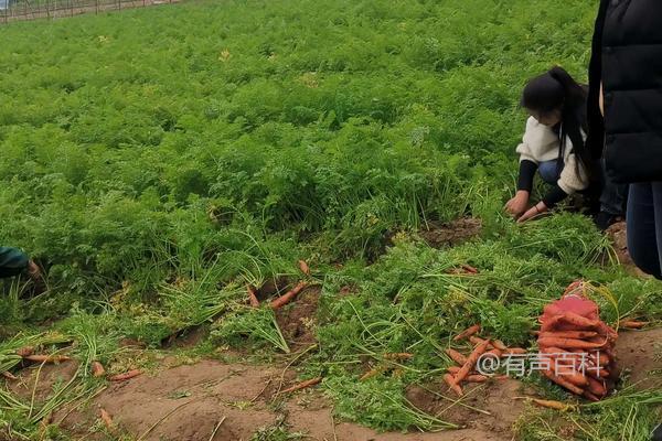 红萝卜种植技巧及管理要点