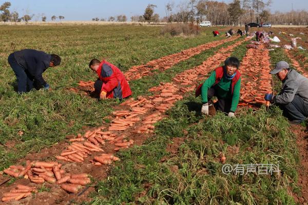 红萝卜种植技巧及管理要点