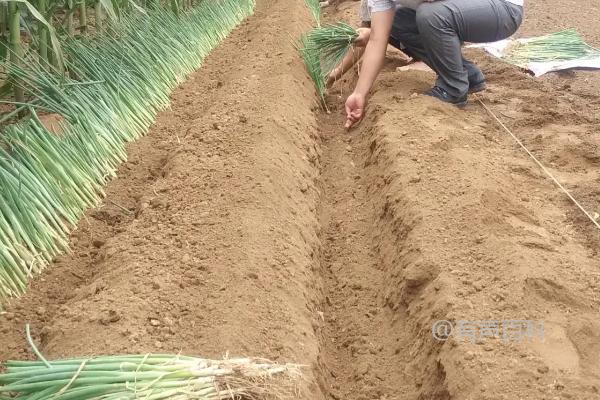 大葱的种植和管理技巧