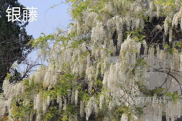 紫藤花的种类及种植注意事项