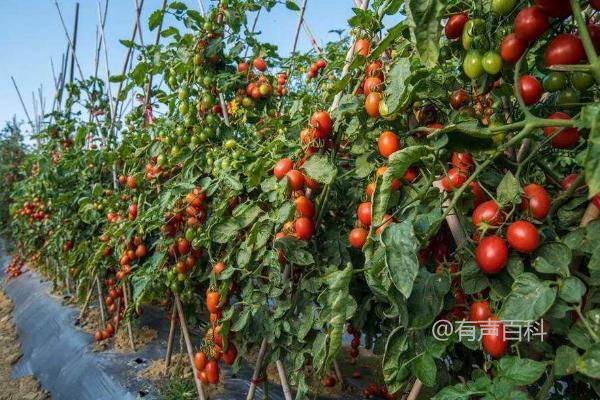 如何防治西红柿空心果并控制开花期温度