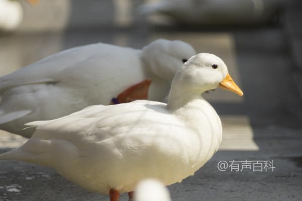 鸭子的嘴巴是什么样子的，类似于铲子和小夹子