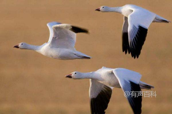 如何选择适宜养殖大雁的地方——探讨水源和草地等条件的重要性