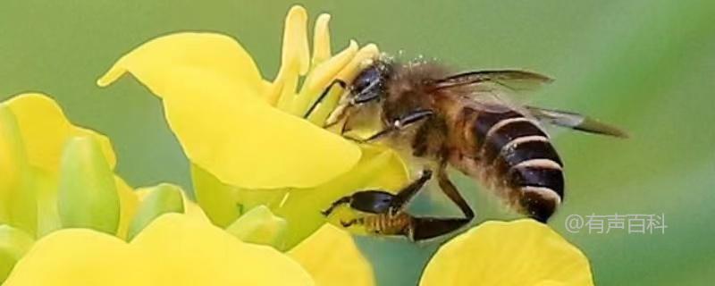 蜂王在蜜蜂社会中扮演着重要的角色，但是否可