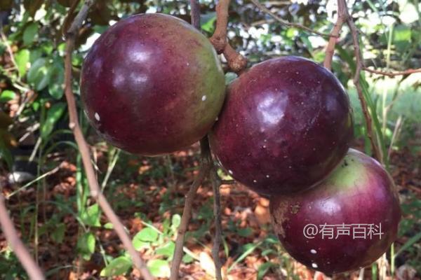 星苹果种植技术及不同生长阶段的追肥方法