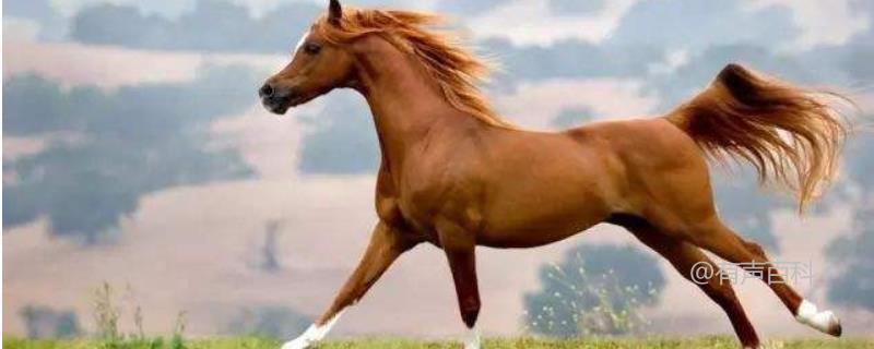阿拉伯马的价格因多种因素而异，包括马匹的品