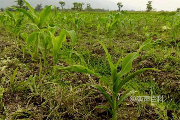 探究好乐318玉米的特性及穗腐病的防治措施