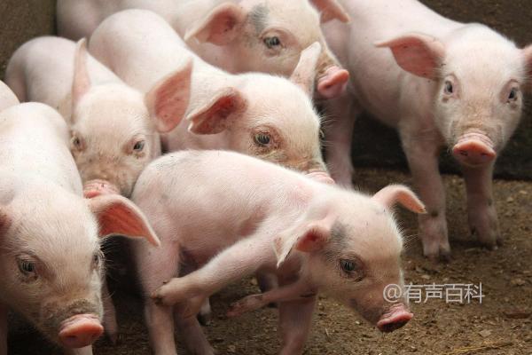 如何计算猪的料肉比，料肉比计算方法为消耗饲料总量除以增重总量