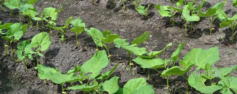 白芸豆种植时间及方法详解，以及病虫害防治策