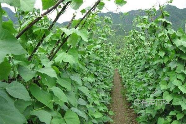 白芸豆种植时间及方法详解，以及病虫害防治策略