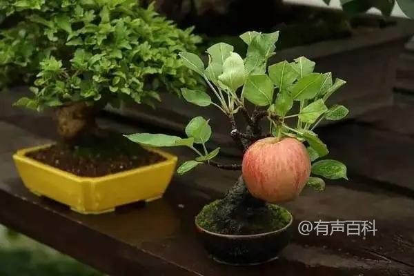 【室内苹果盆栽种植方法】如何在家中种植苹果树并提供适当的阳光和水分