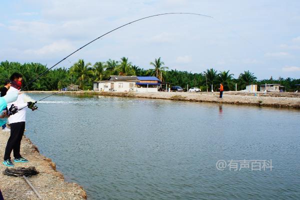 如何去钓鳊鱼，钓起来并不困难