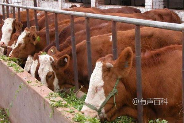 肉牛养殖效益如何？发展趋势分析