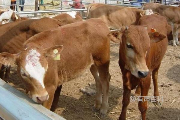 肉牛养殖效益如何？发展趋势分析