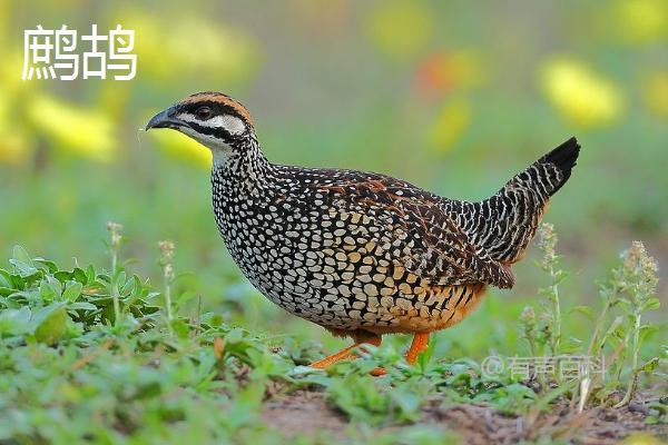 鹧鸪和鹌鹑的区别及外形特征对比