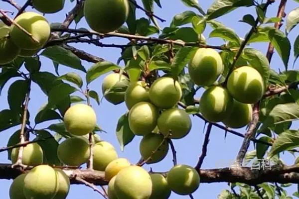 梅子成熟的季节是什么，通常在夏季。