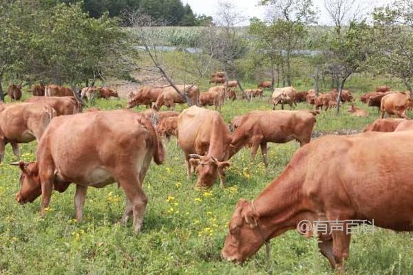 养牛的利润与成本：了解养牛的经济效益是农民和养殖者的关注重点之一。养牛的利润与成本取决于多个因素，包括养殖规模、饲料成本、兽医费用、市场需求和价格等。一般来说，养牛的利润可以通过控制成本、提高产量和选择适宜的市场时机来实现。同时，合理的管理和健康的牛群也是确保利润最大化的关键因素之一。在决定养牛的可行性之前，建议进行详细的市场调研和经济分析，以便更好地评估利润和成本之间的平衡。