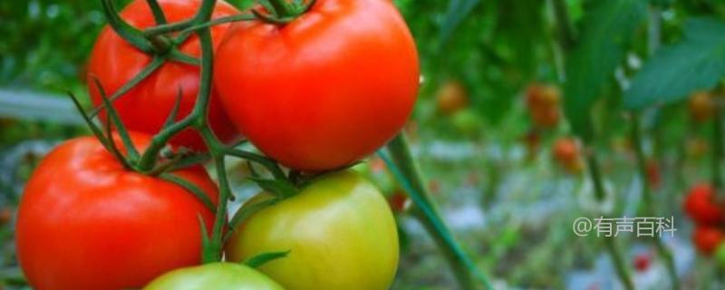 对于日光温室番茄的栽培，以下六点是关键。
