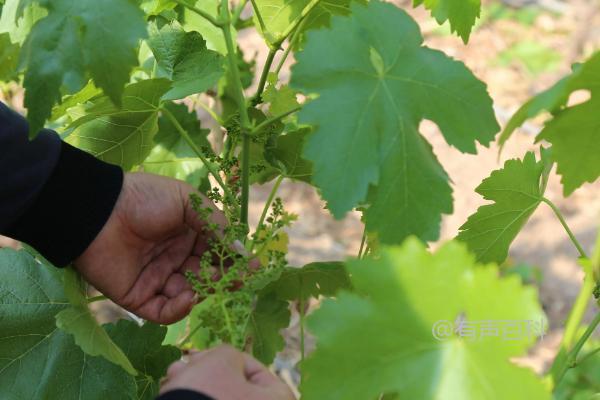 # 如何种植巨峰葡萄：详细指南

种植巨峰葡萄是一项令人愉悦且有益的活动。以下是种植巨峰葡萄的详细指南：

1. **选择合适的地点**：确保种植地点充足阳光，排水良好，并且有足够的支撑结构供葡萄藤生长。

2. **准备土壤**：确保土壤富含有机物质，排水良好，并且pH值适宜。

3. **购买健康的幼苗**：选择健康、无病虫害的幼苗进行种植。

4. **种植方式**：挖掘足够深度和宽度的坑，将幼苗放入其中并轻轻填土。

5. **浇水和施肥**：确保葡萄藤得到充足的水和适当的肥料。

6. **修剪和管理**：定期修剪葡萄藤以促进生长和果实产量，并注意防治病虫害。

7. **收获与保存**：在果实成熟时进行收获，并妥善保存。

遵循这些步骤，您将能成功种植出健康茂盛的巨峰葡萄。祝您好运