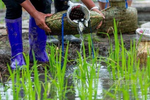 稻花鱼养殖技术分享：投放鱼苗前必做除草工作