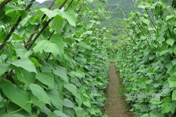 有机蔬菜种植技术及基肥追肥管理