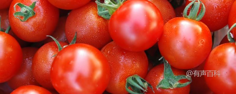 大棚番茄如何防治早衰？可以采取增施有机肥、