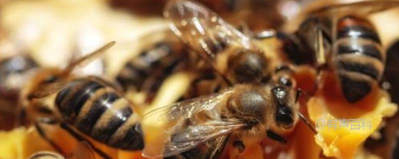 蜜蜂食物种类及食性详解