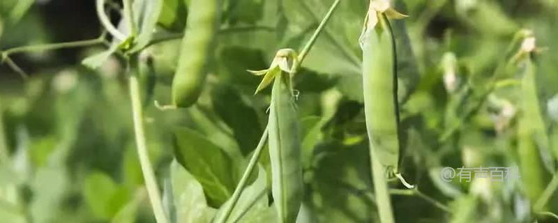 豌豆种植技术要点及上市时间介绍