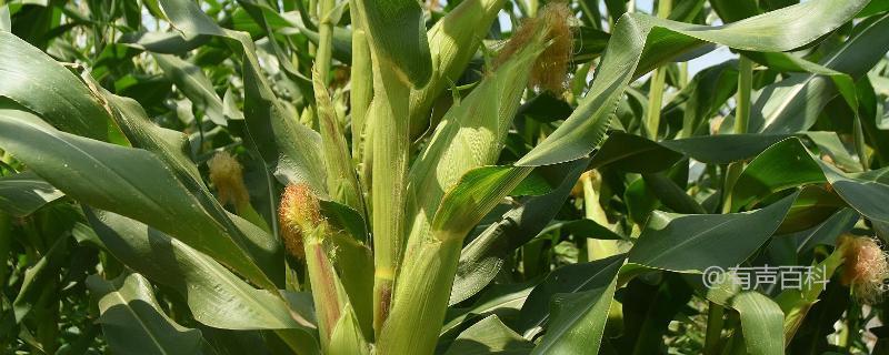 瑞研809玉米种子介绍：高抗茎腐病的特点及优势