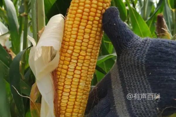 金穗88玉米种子特点及种植密度选择（密度5500株/亩左右）