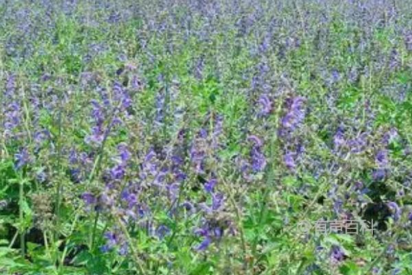 黄芩的繁殖方法：了解这多年生草本植物的繁殖技巧