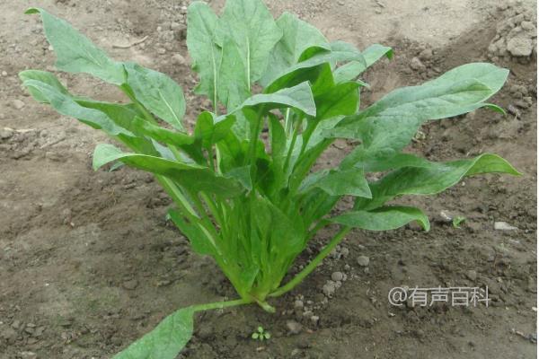 菠菜斑点病防治方法及病因危害特征