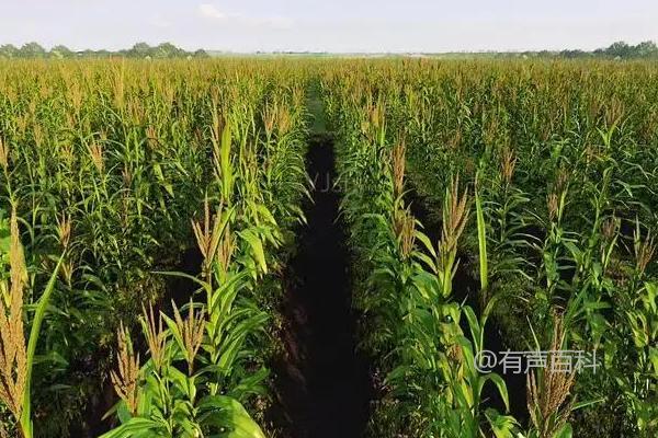 天成美玉2号玉米种子特性及播种密度建议是每亩4000株