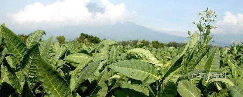 烟草种植施肥技术及配方选择与时间管理指南