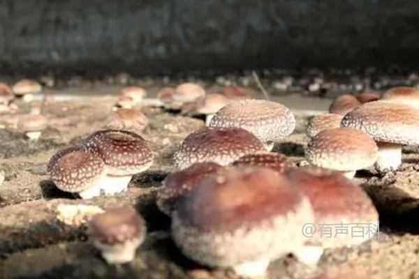 冬季食用菌管理方法：如何控制温湿度和通风换气？