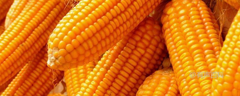 玉米常见种类，每个品种都各具特点