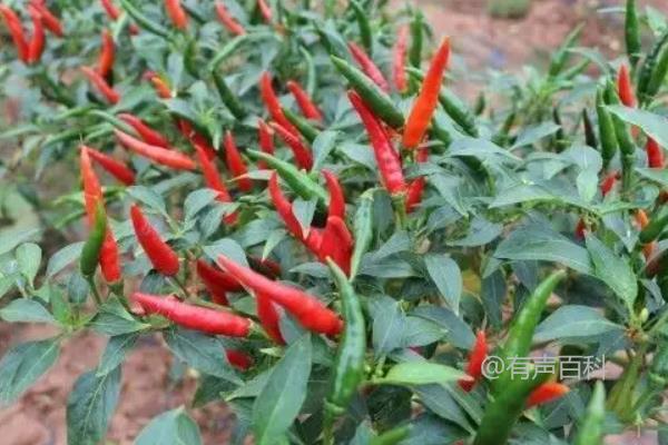 露天种椒：小米种植的最佳时间是几月？