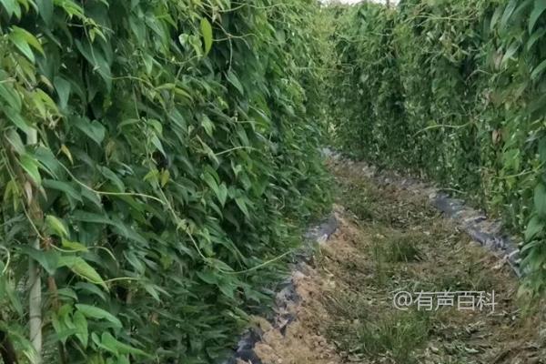 如何种植脚板薯？幼苗长至25-30厘米时应如何搭建支架？