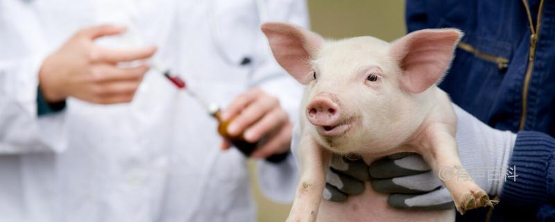 猪用链霉素能治疗哪些疾病？