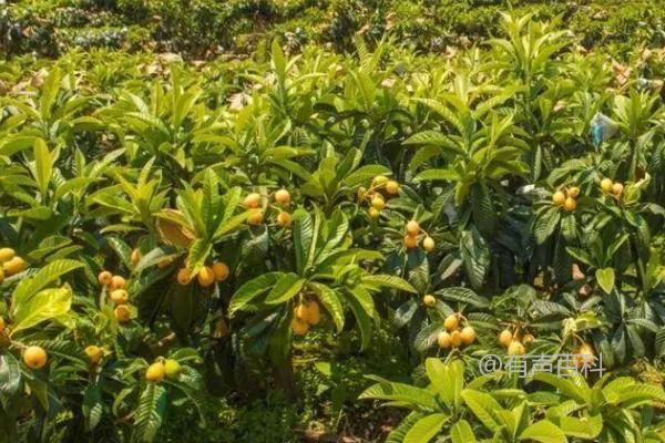 枇杷种植技巧：如何种植枇杷，新栽枇杷需栽培技巧